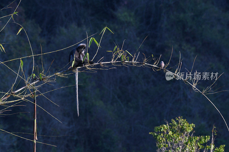 在竹枝上，暗叶猴，隐纹粗尾猿，濒危，001