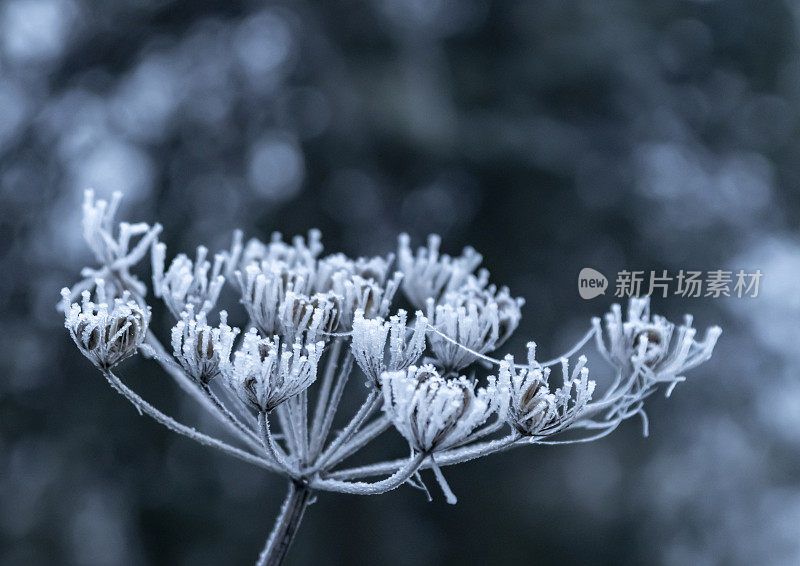 牛欧芹种子头上的霜冻