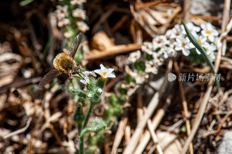 大蚕蝇从花朵上收集花粉
