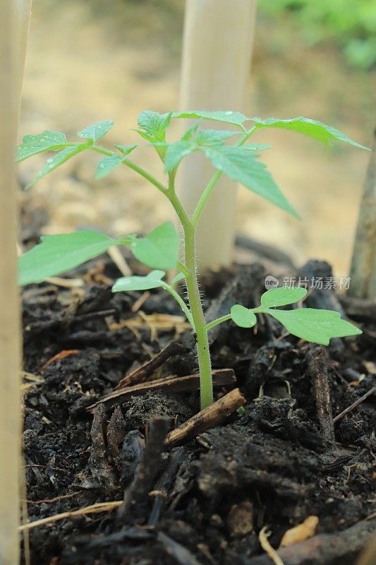 种植有机耕作系统和天然肥料的番茄。