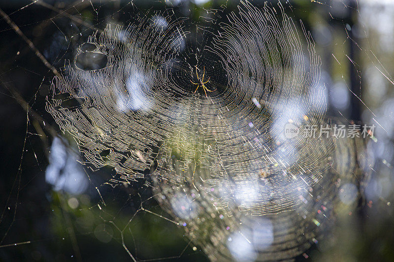 太阳背光上的蜘蛛网