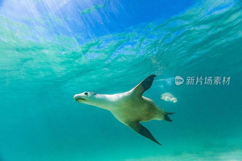 在阳光明媚的日子里，在清澈的浅水里嬉戏的海狮或海豹