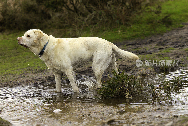 黄色拉布拉多寻回犬在泥泞的乡村水中划水