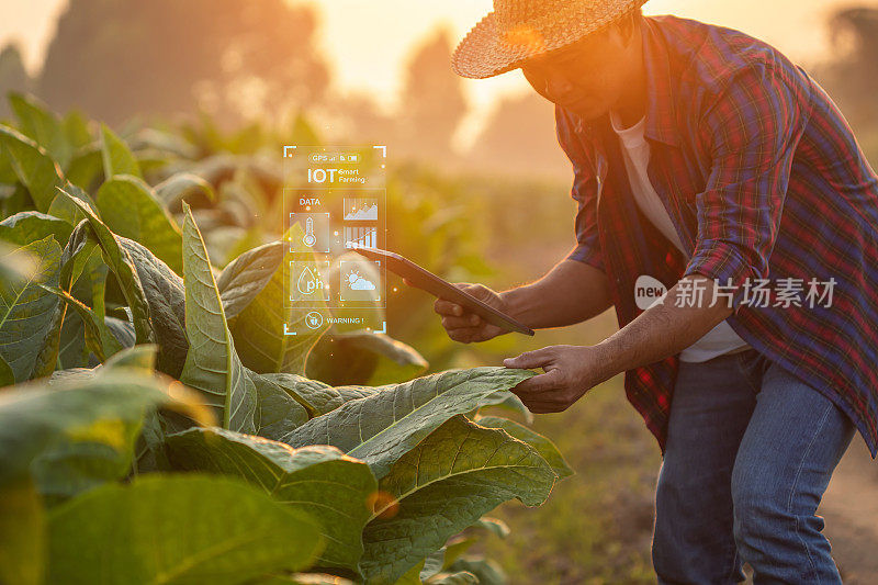 在烟草地里工作的农民。人们正在检查和使用数字平板电脑对烟草种植后的植物进行管理、规划或分析。农业技术概念