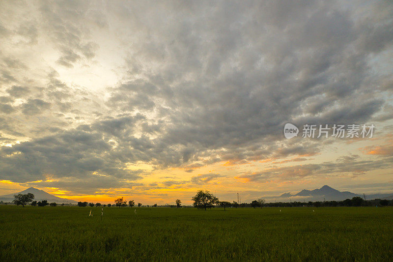 稻田里朦胧的早晨，亚齐