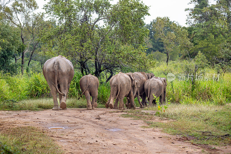 一群脏兮兮的大象走在一条土路上