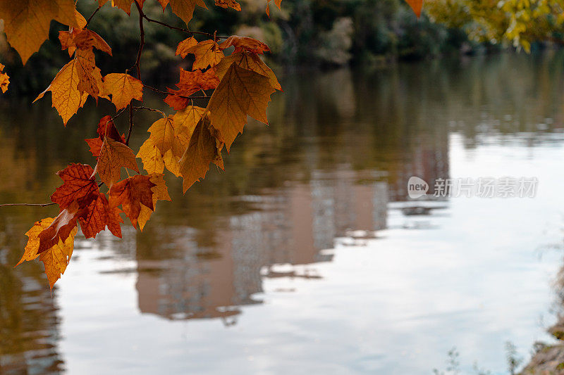 河岸上的枫树叶，带有秋天的色调。