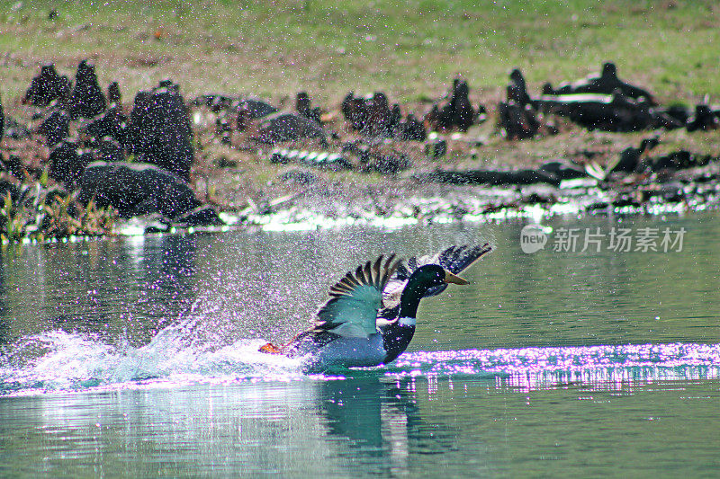 春天里，绿头鸭在明亮的阳光下在池塘里互相追逐