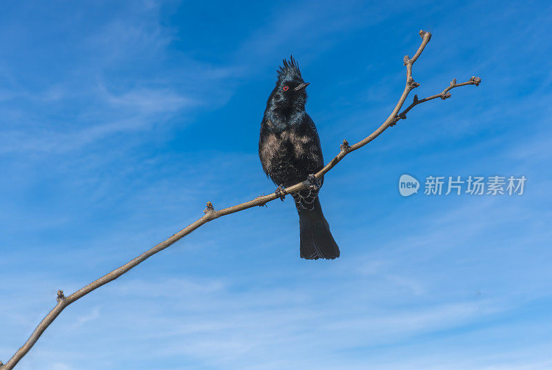 男性Phainopepla