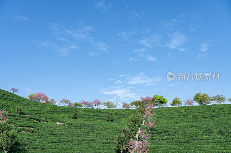 阳光明媚的樱花有机茶园