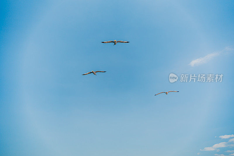 海鸥在天空飞翔