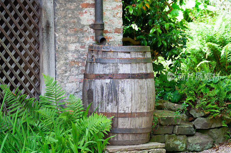 在英国乡下的乡村花园，老式的木制啤酒桶被重新用作取水桶，通过旧的金属排水管从屋顶收集雨水，有助于节约用水和应对气候变化。