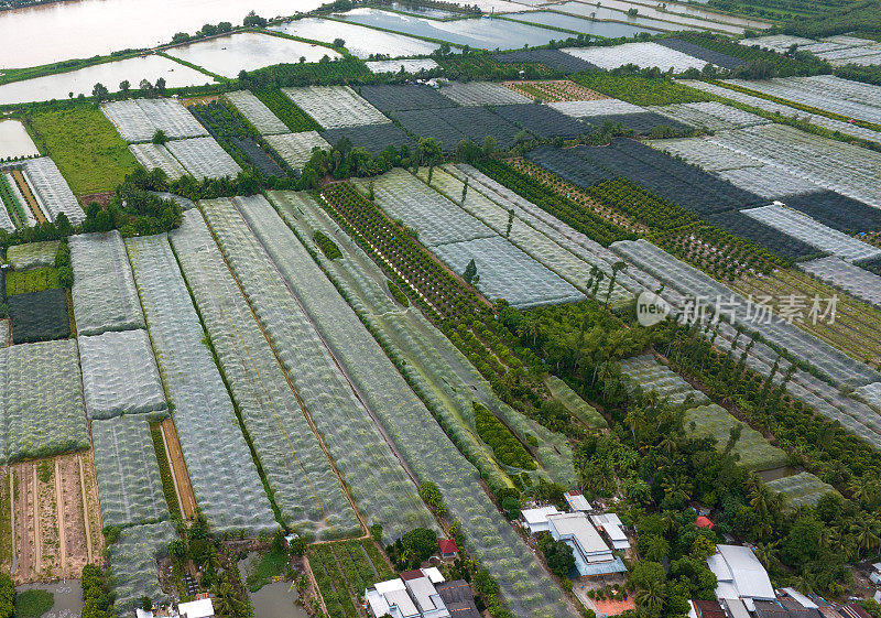 檀乐岛上的人们种植梅树，用网覆盖了芹苴市的整个梅园