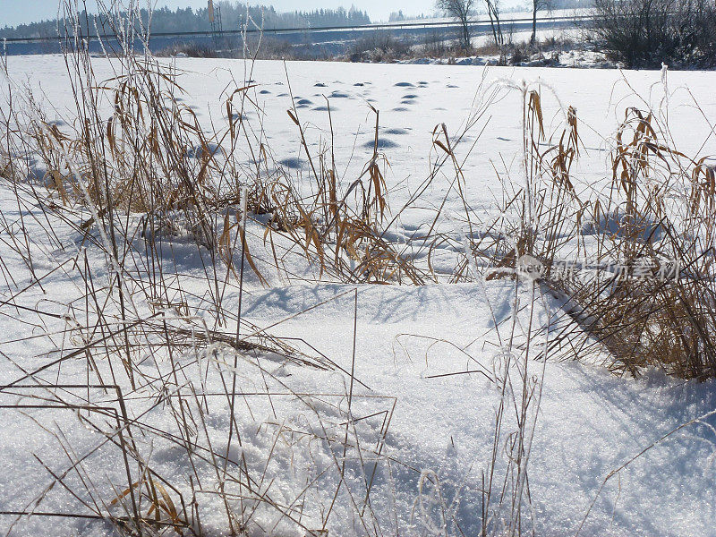 高高的枯草在冬天冻得闪闪发亮，雪地上洒满了雪花。