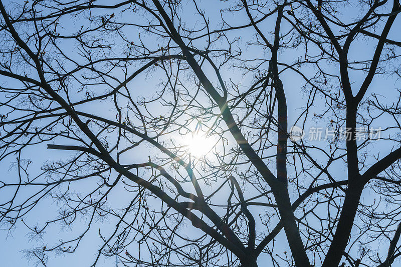 树枝映衬着蓝天