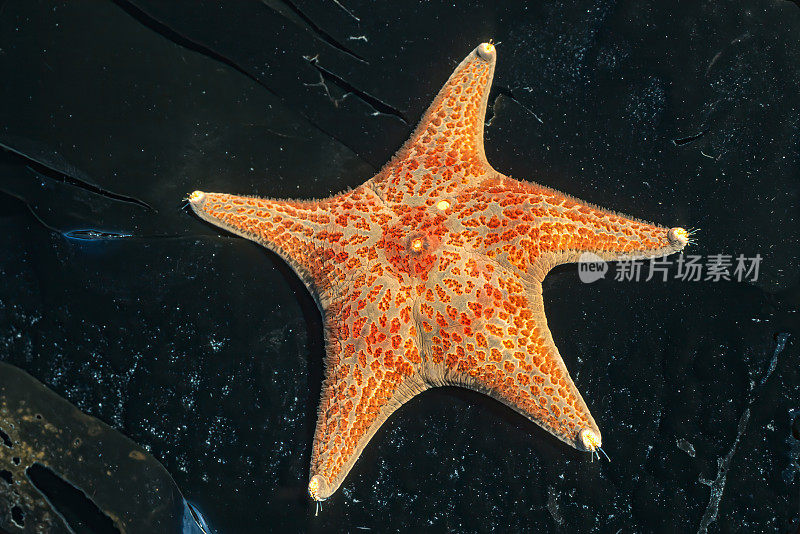 阿拉斯加威廉王子湾海峡岛皮海星。