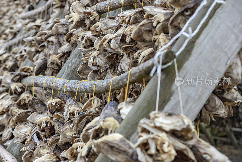 挪威罗弗敦群岛的鳕鱼头挂在架子上晾干