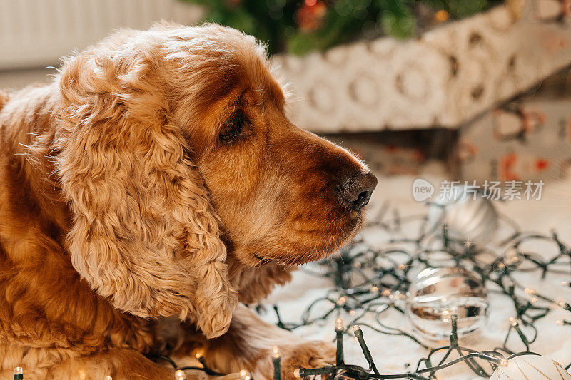 西班牙猎犬正在家里等着过节，小狗则坐在圣诞树旁边，把球散落在地板上。圣诞图片，树和灯的背景。祝宠物新年快乐。节日和给宠物的礼物。