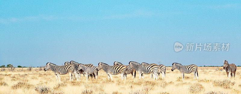 纳米比亚库内地区埃托沙国家公园的斑马