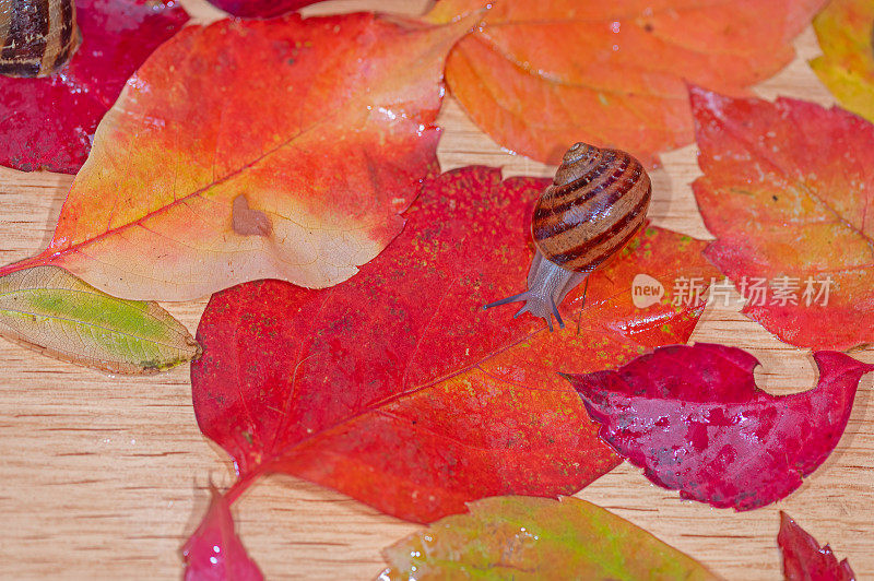 在雨天，蜗牛在秋天的树叶间穿梭。