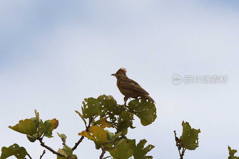 Rufous-naped云雀