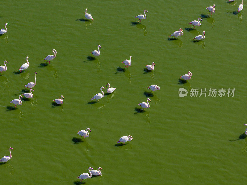 湖上的火烈鸟