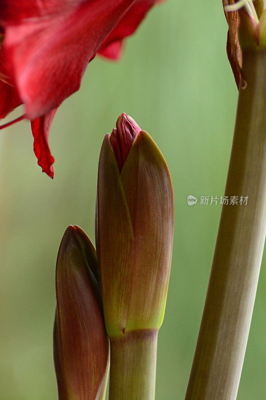 喇叭花萌芽状态。