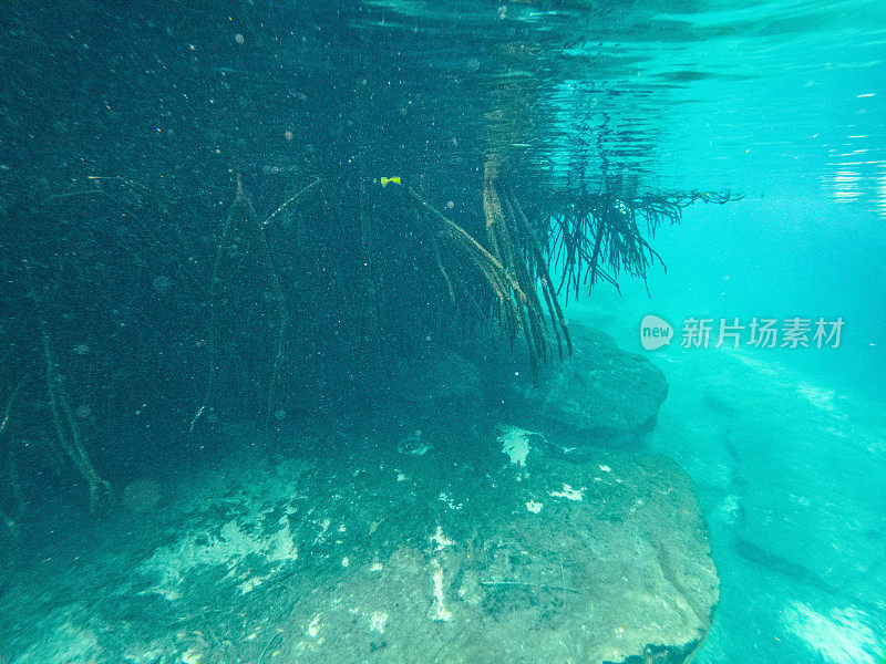 水下拍摄的天然井在墨西哥，红树林和树根