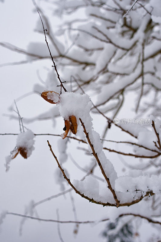 白雪覆盖的树枝