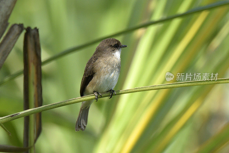 沼泽捕蝇草