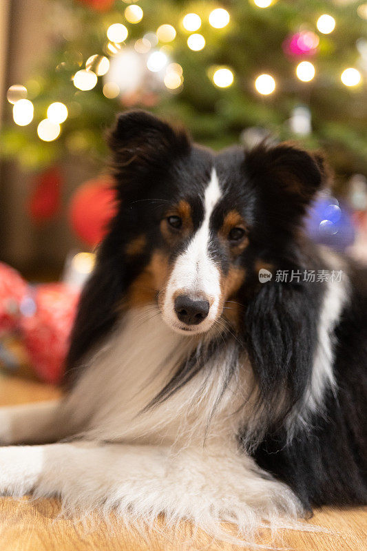 雪蒂牧羊犬对着圣诞树