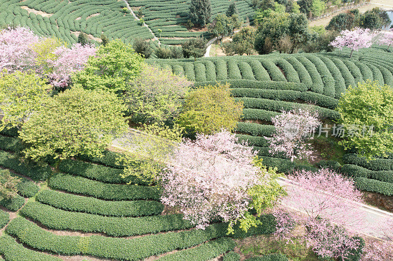 樱桃有机茶山鸟瞰图