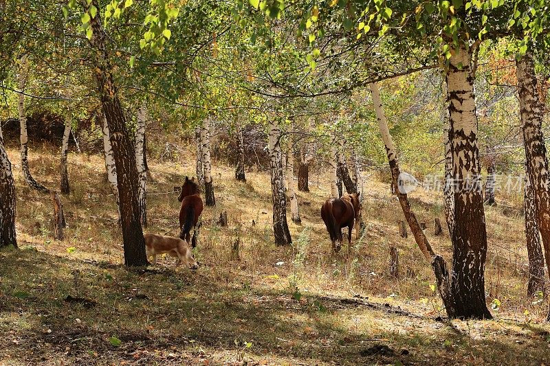 中亚吉尔吉斯斯坦崇克敏国家公园里的马