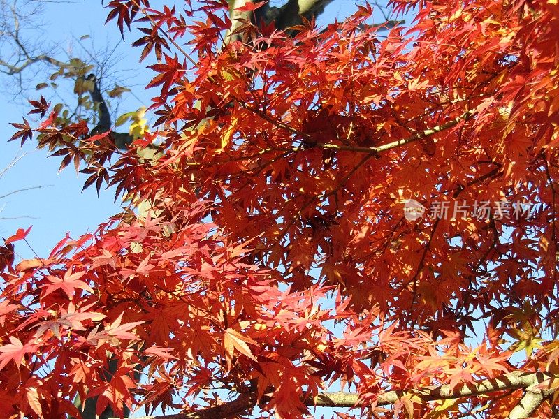 日本。12月。红红的枫叶在初升的太阳下闪闪发光。