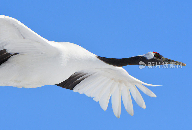 冬天，一只丹顶鹤飞过北海道鹤井村的伊藤保护区。