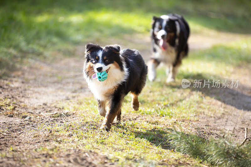 阳光明媚的日子里，两只澳大利亚牧羊犬在草地上跑球