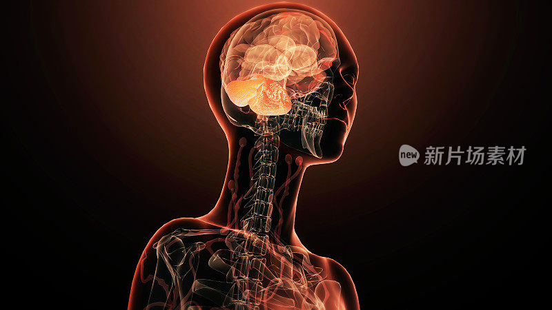 人脑小脑解剖学