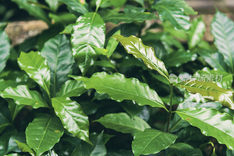 新鲜咖啡豆，绿叶灌木，小莓植物，阿拉比卡花园。【农业】绿色咖啡树，生长浆果豆植物。咖啡树农场生长在生态有机花园里。新鲜自然农场