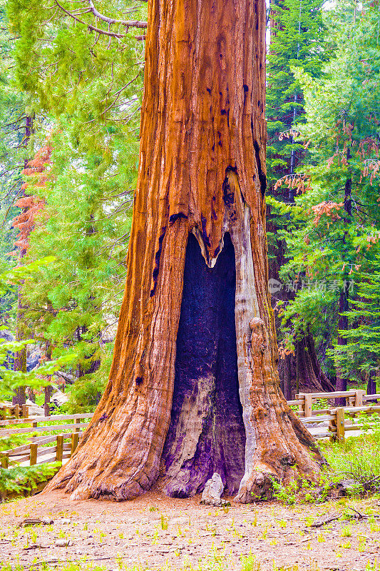 高大的红杉