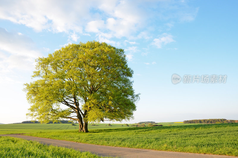 春天在地里长新叶的老山毛榉树