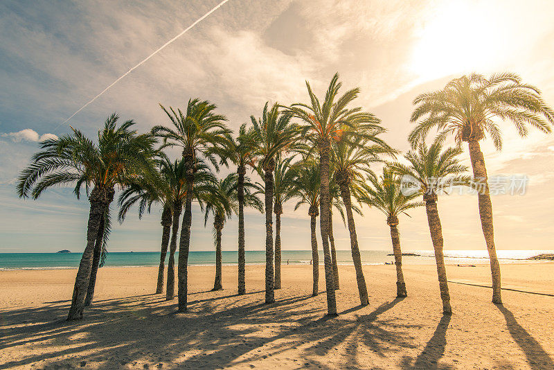 阳光普照的沙滩上的棕榈树