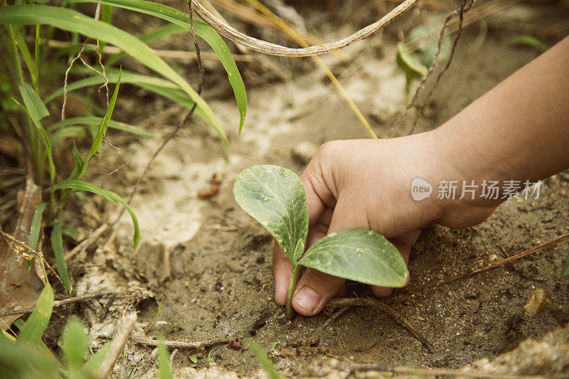 女孩在花园里种植物