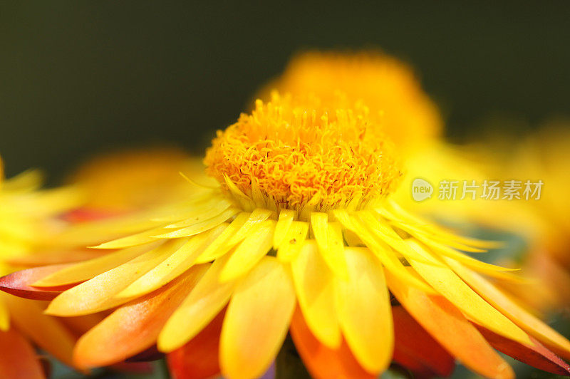 橙色Strawflower