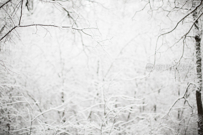 冬天的场景——树林里下雪