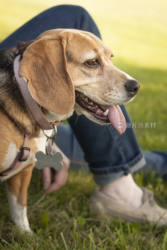 比格犬和主人