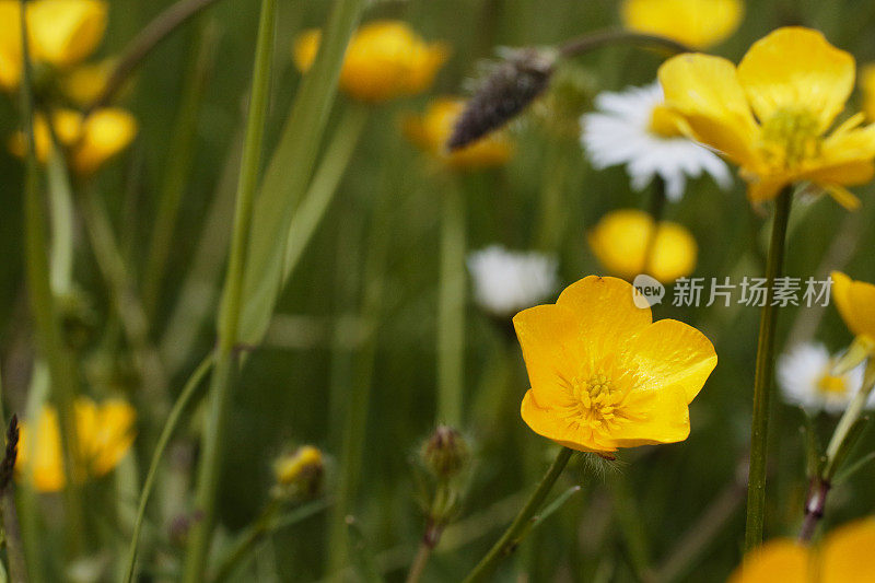 黄色草甸毛茛花与复制空间