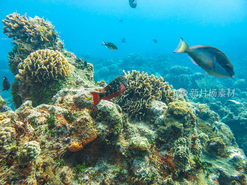 海洋生物与自然，动植物在加勒比海域