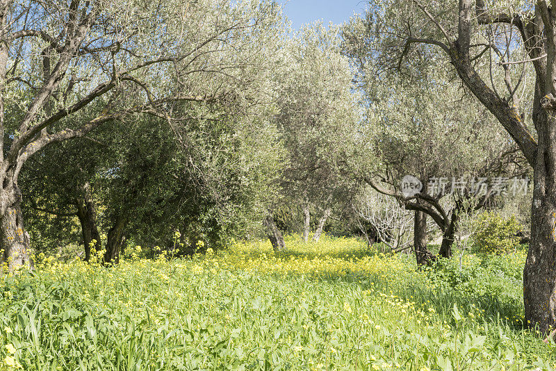 希腊岛上的橄榄林和春天的黄花