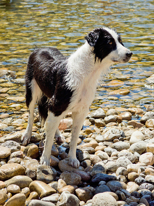 湿边境牧羊犬的肖像