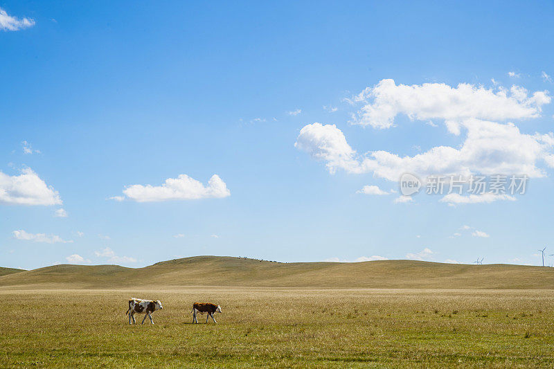 牛群在阳光充足的牧场上吃草